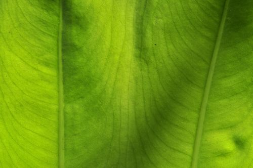 Closeup Green Leaf Taro