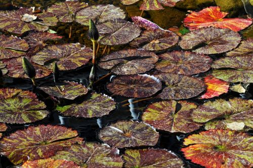 Closeup Of Autumn Lily Pond