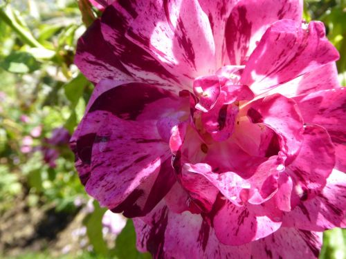 Closeup Of Bright Pink Flower