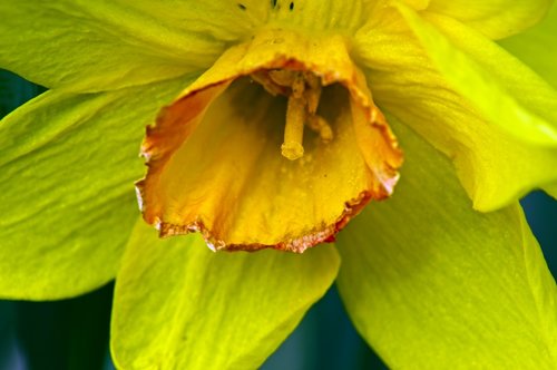 closeup yellow and orange daffodil  garden  bloom