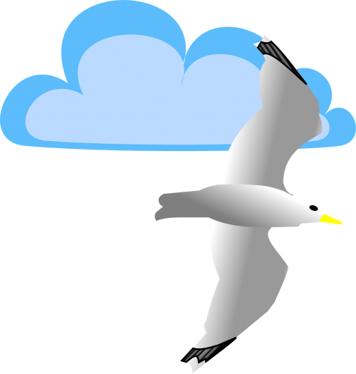 cloud seagull bird