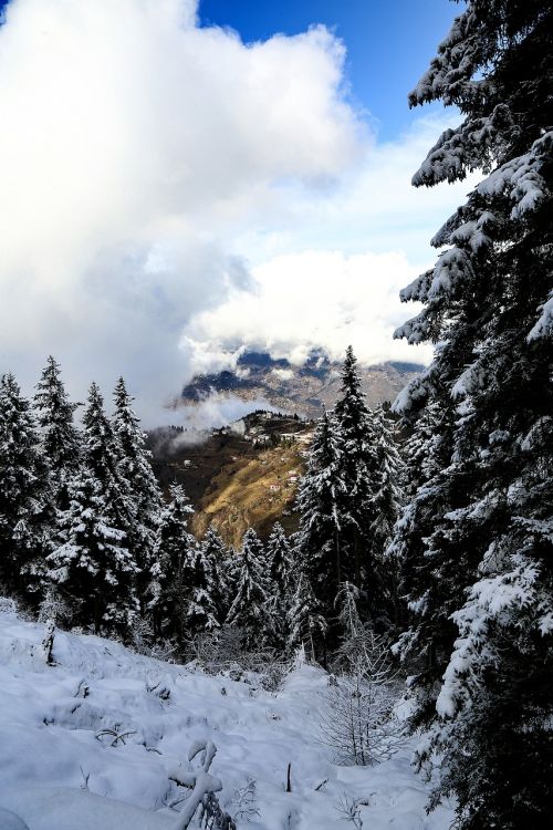 cloud pine forest