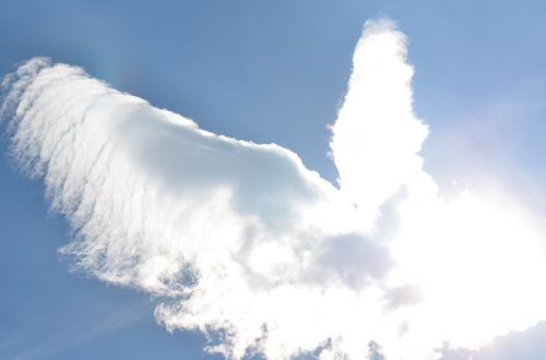 cloud bird sky