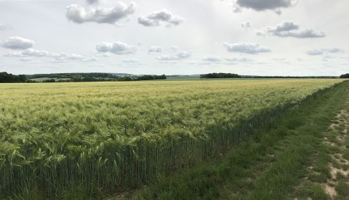 cloud wheat field