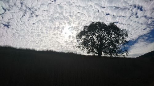 cloud hill tree