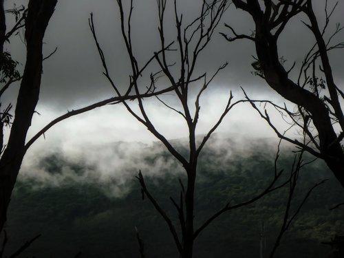 cloud  mist  trees