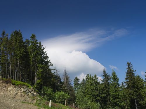 cloud mountains forest