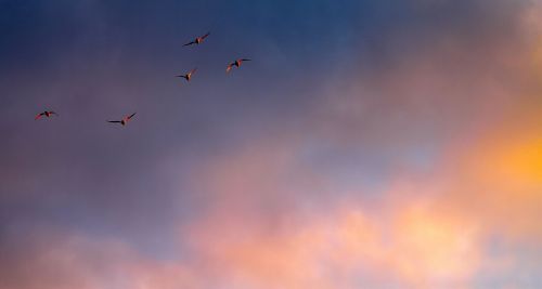 cloud color birds