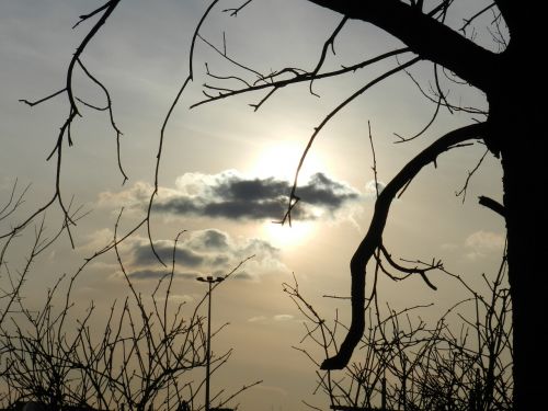 cloud tree mood