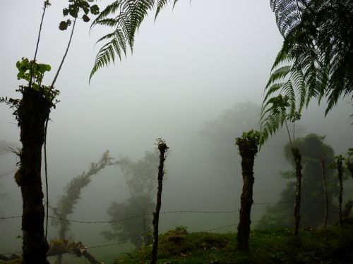 Cloud Forest Farm