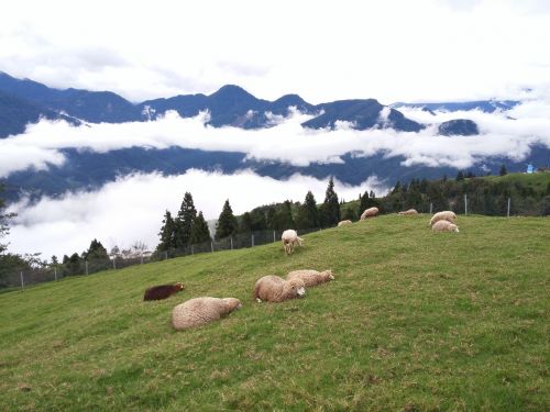 cloud of sea sheep cingjing