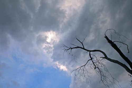 Clouded Sky With Dead Tree