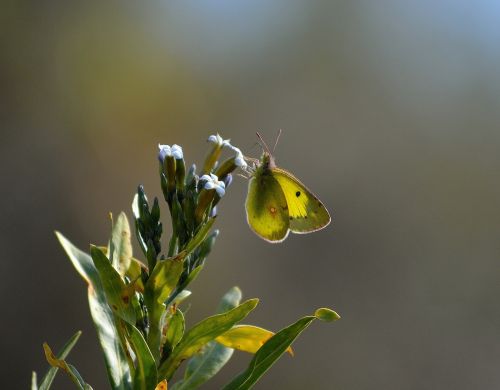 clouded yellow butterfly macro
