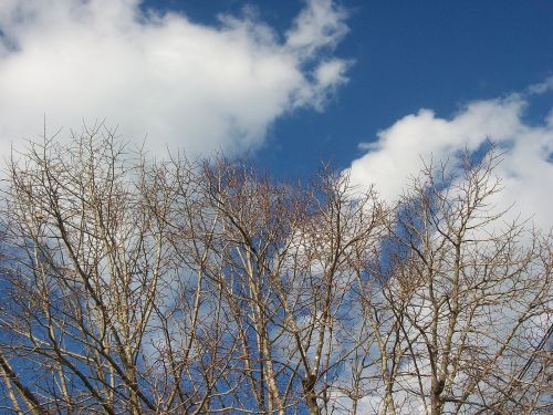 clouds branches blue sky