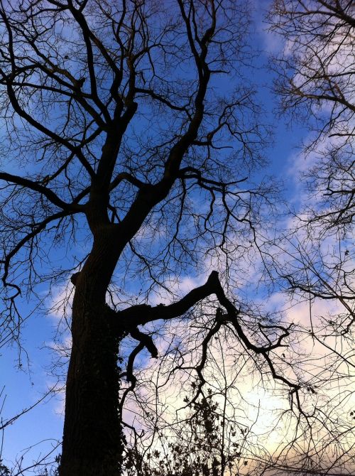 clouds tree nature