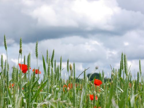 clouds poppy meadow