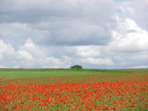 clouds poppy meadow