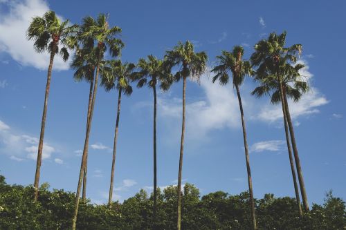 clouds coconut trees nature