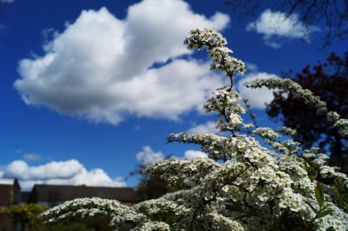 clouds flowers sky