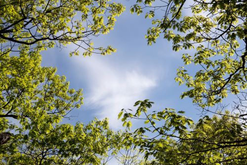 clouds leaves nature