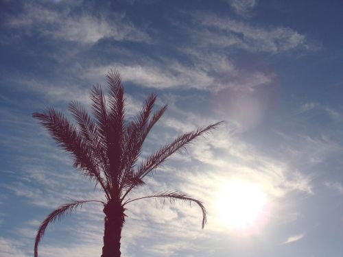 clouds palm tree sky