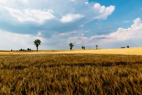 clouds field grass