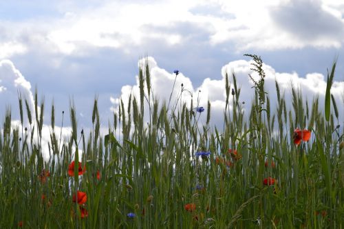 clouds flowers red poppy