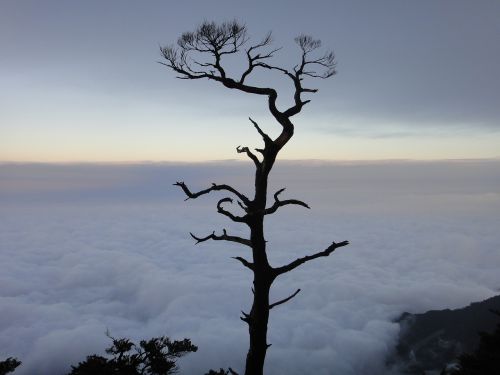 clouds giant tree sam rainsy