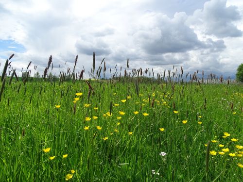 clouds meadow landscape