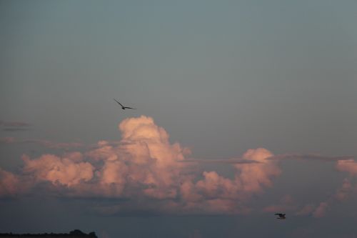 clouds sky birds