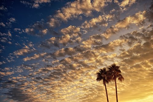 clouds  evening sky  palm trees