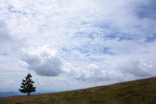 clouds  tree  landscape