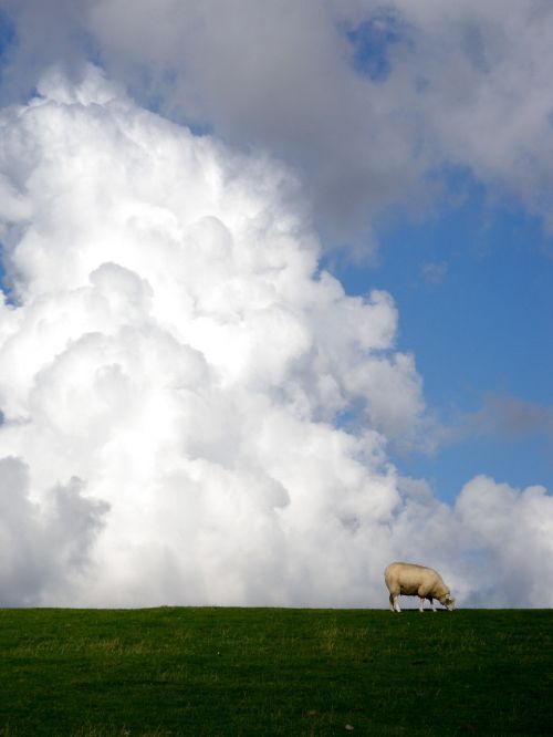 clouds sheep nature