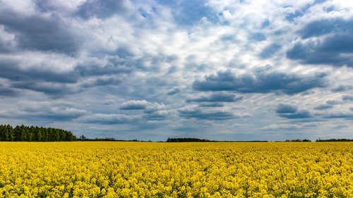 clouds  field  rapeseed