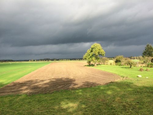 clouds tree field