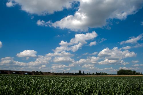 clouds cornfield field