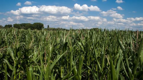 clouds cornfield field