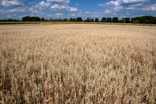 clouds cereals field