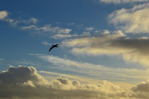 clouds seagull sky