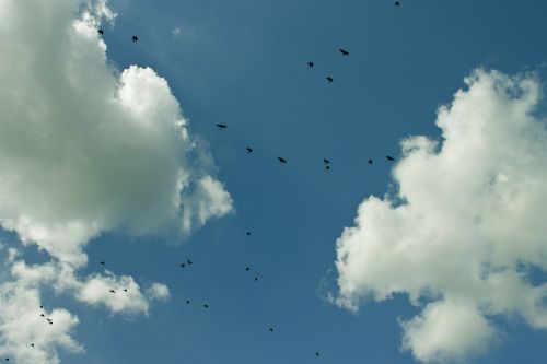 clouds sky flock of birds