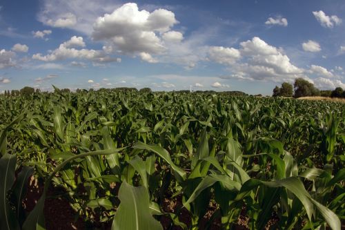 clouds field landscape