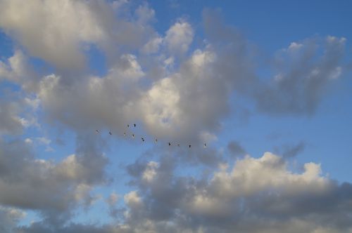 clouds sky bird flight