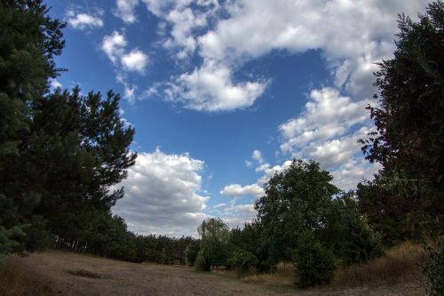 clouds trees fish-eye lens
