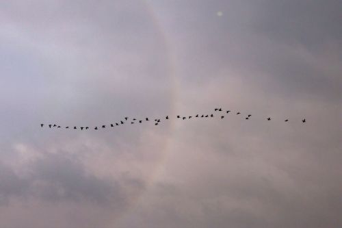 clouds birds flight