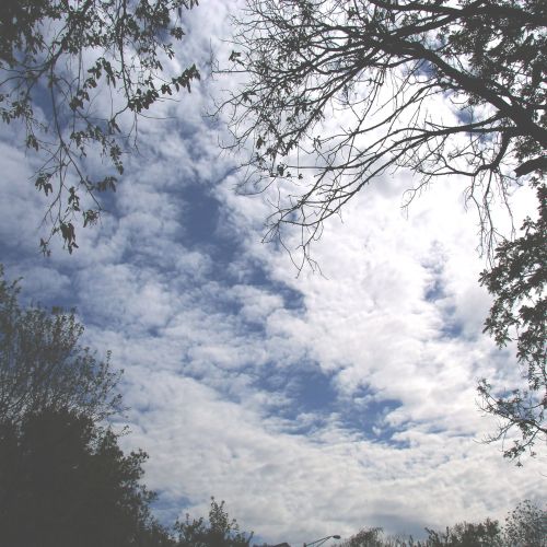 Clouds And Trees