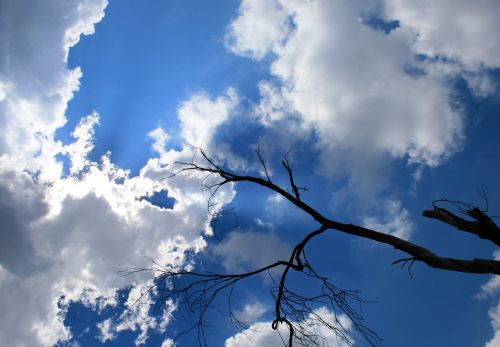 Clouds In Blue Sky With Dead Tree