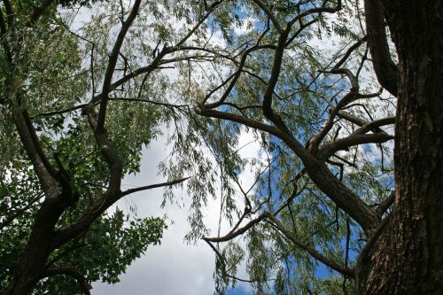 Clouds Through Willow Branches