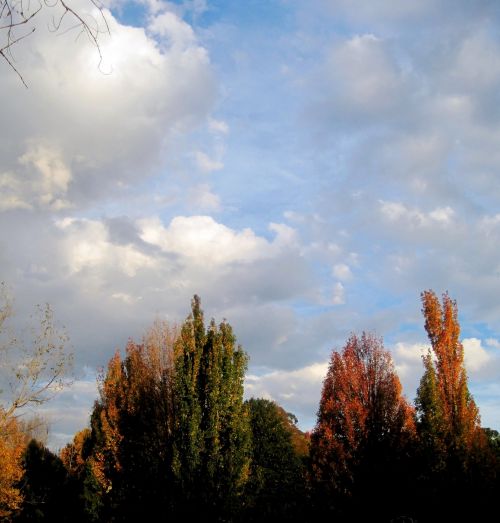 Cloudy Sky And Autumn Trees