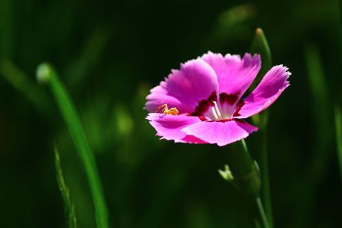 clove scented plato flower