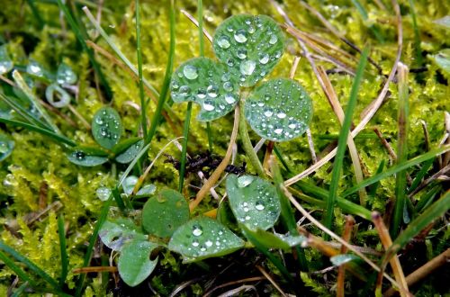 clover dew plant